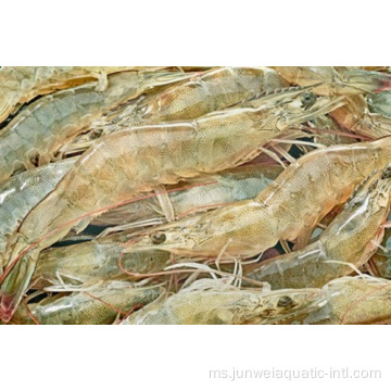 Udang vannamei HOSO Raw